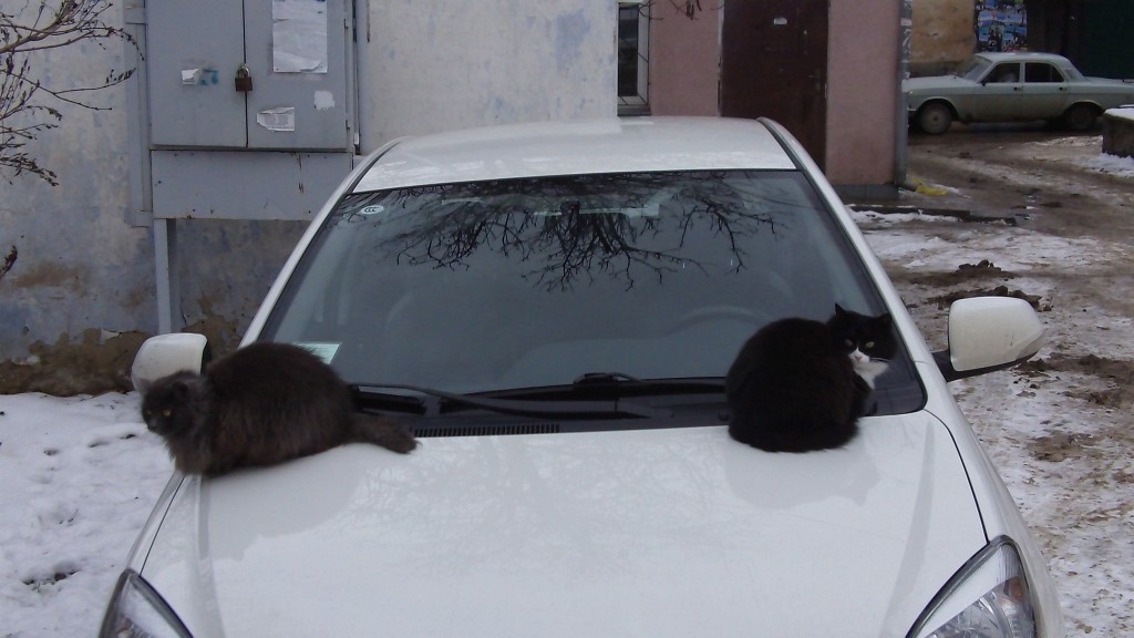 Коты на машине