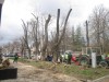 В центре Симферополя срезают деревья (фото)