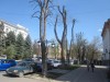 Самую новую улицу Симферополя превратили в аллею обрезанных деревьев (фото)
