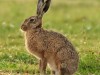 Крымских зайцев и куропаток защитили от охотников