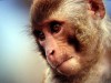 Сегодня в Крыму в зоопарке «Сказка» ветеринары снова будут усыплять обезьян