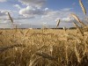 В Крыму похвастались урожаем зерновых