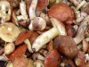 В Крыму можно будет собрать не более 5 кило грибов и ягод бесплатно