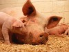 Беларусь запретила ввоз свинины из Крыма