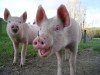 На рынки Крыма возвращают свинину