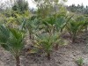 Крым засадят 700 пальмами (фото)