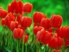Крым назвали родиной всех тюльпанов