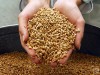 Севастопольских школьников пытались накормить опасной пшеницей