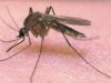 Мэр пообещал симферопольцам защиту от комаров