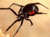 В Крыму нашествие ядовитых пауков