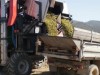 Виноград в Крыму убирают необычной техникой (фото)