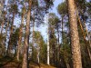 Под Симферополем планируют пересадить сосновый лес