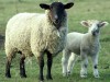 Крым нашел заменитель турецким овцам