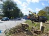 На въезде в Симферополь начался снос 190 деревьев (фото)