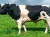 Крым закупит голландских коров