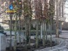 В центр Симферополя привезли новые деревья для высадки (фото)