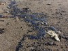 Пляжи Судака загадили мазутом (фото+видео)