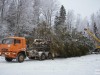 Из Вологды в Симферополь отправили 27-метровую новогоднюю живую ель (фото+видео)