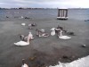 В Крыму спасли лебедей изо льда (фото)