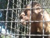 Владелец крымских зоопарков планирует увезти всех животных в Турцию