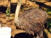 В зооуголке Симферополя появились страус и два жеребенка (фото)
