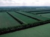 Леса Севастополя будут охранять за 25 миллионов
