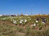 На въезде в Севастополь высадили 25 тысяч цветов (фото)