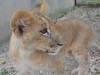 Крымскому зоопарку подарили львенка из Тюмени (фото+видео)