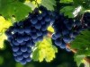 В Крыму станет еще больше виноградников