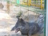 В Детском парке Симферополя появился стеклянный вольер с волками (фото)