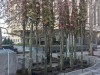 Симферополь потратит 20 миллионов на новые деревья