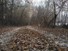 В Симферополе почистят заброшенный лесок