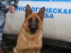 Служебная собака нашла пропавшего мальчика в Крыму