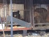 В крымский парк львов привезут трех медведей из Самары