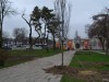 Странную высадку деревьев в Симферополе объяснили невидимыми дорожками (фото)
