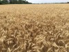 Летняя засуха угрожает крымским урожаям