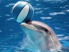Украина считает своих боевых дельфинов погибшими от голода в Крыму