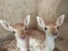 В Бахчисарае родилось 6 ланей в зоопарке (фото)