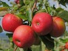 Богатство Судака будет прирастать яблоками и орехами