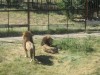 Лев напал на посетительницу сафари-парка в Крыму
