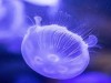 Нашествие медуз на западный Крым связали с теплой зимой