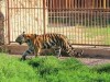 В Симферополь привезли амурскую тигрицу (фото)