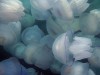 В Азовском море появились скопления медуз