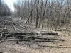 Крымчан могут заставить сообщать о сборе валежника в лесах