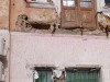 В Симферополе спустя десяток лет обрушились балконы (фото)