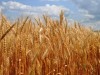 Крымское зерно научат экономить воду