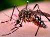 Комары с тропическими болезнями появились в Крыму