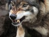 Напавший на крымчан волк оказался бешеным