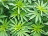 У крымчанина нашли более 60 кг марихуаны, ему грозит до 20 лет колонии