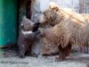 В Симферополе родился медвежонок (фото)